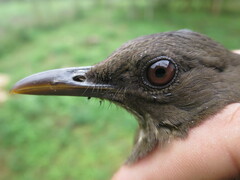 Turdus olivaceofuscus