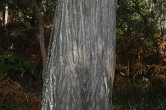 Callitris columellaris