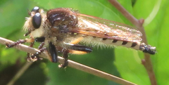 Promachus rufipes