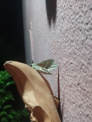 Hyles livornica