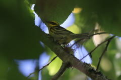 Setophaga townsendi