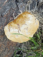 Ganoderma