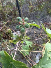 Ricinus communis