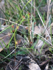 Drosera auriculata