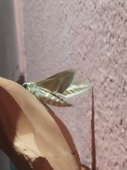 Hyles livornica