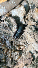 Scarites subterraneus