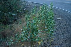Asclepias speciosa