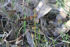 Drosera auriculata