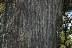 Callitris columellaris