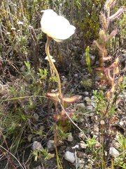 Drosera cistiflora