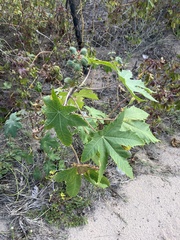 Ricinus communis