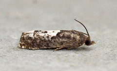 Eucosma parmatana