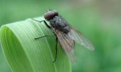 Musca autumnalis