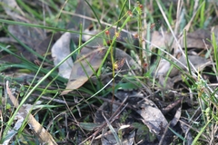 Drosera auriculata