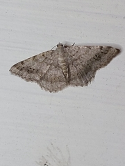 Digrammia ocellinata