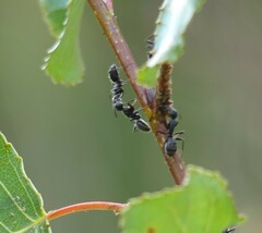 Camponotus vagus