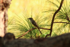 Myiarchus cinerascens