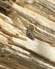 Catonia nava