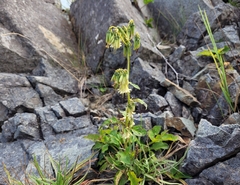 Nabalus trifoliolatus