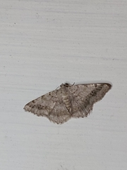 Digrammia ocellinata