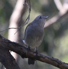 Colluricincla harmonica
