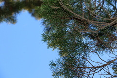 Callitris columellaris