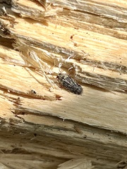 Catonia nava