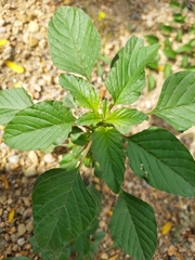Amaranthus viridis