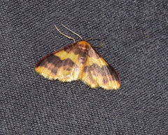 Lophosis labeculata