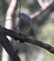 Colluricincla harmonica