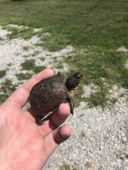 Terrapene carolina triunguis