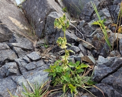 Nabalus trifoliolatus