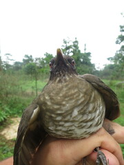 Turdus olivaceofuscus