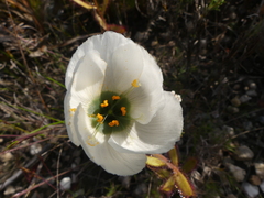 Drosera cistiflora