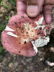 Russula
