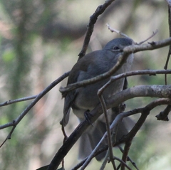 Colluricincla harmonica