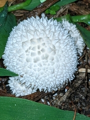 Lycoperdon marginatum