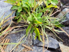 Nabalus trifoliolatus