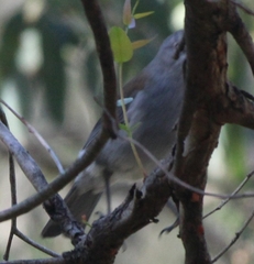 Colluricincla harmonica