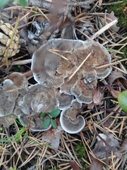 Phellodon niger