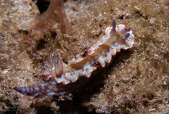 Felimare juliae