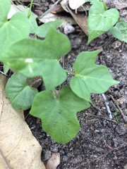 Ipomoea hederacea