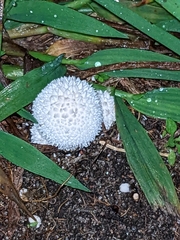 Lycoperdon marginatum