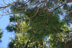 Callitris columellaris