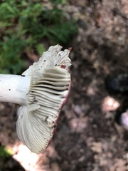 Russula