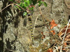 Cordulegaster dorsalis