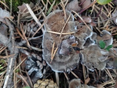 Phellodon niger