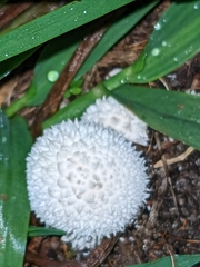 Lycoperdon marginatum
