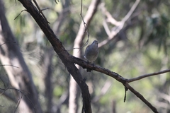 Colluricincla harmonica