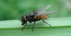 Musca autumnalis